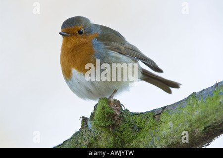 European Robin (Erithacus rubecula aux abords) des profils perché sur le lichen covered Titchwell East Anglia Norfolk UK Mars Banque D'Images