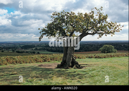 Charnwood Forest Leicestershire Royaume-Uni Banque D'Images