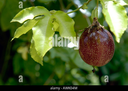 Sur une branche de maracuja (fruit de la passion, Passiflora edulis, barbadine) Banque D'Images