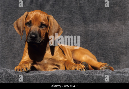 Le Rhodesian Ridgeback (Canis lupus familiaris), minet allongé sur une couverture grise Banque D'Images