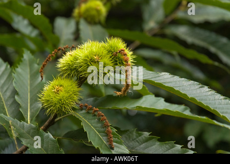 Le fruit de la Châtaignier, Castanea sativa. Banque D'Images