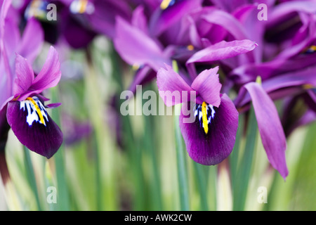 Iris nain 'George' Banque D'Images