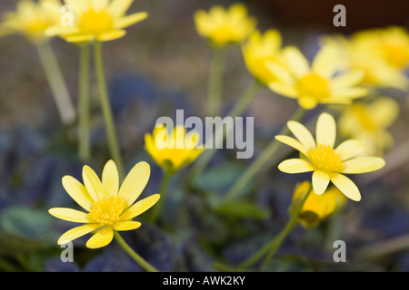 Ranunculus ficaria 'coquine' d'Airain Banque D'Images