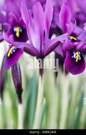 Iris nain 'George' Banque D'Images