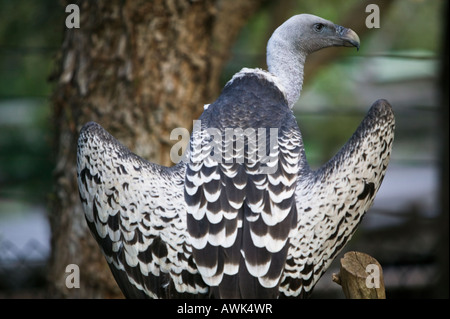 Rueppells ouest Vulture, San Diego Wild Animal Park, Escondido, California, USA Banque D'Images