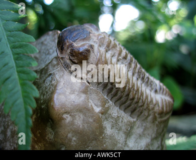 Un Fossile de trilobite extrêmement bien conservés chez les fougères avec des restes de sa coquille encore visible en dessous de son oeil. Banque D'Images