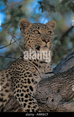 Leopard Cub Panthera pardus Banque D'Images