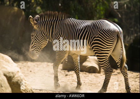 San Diego Zoo zèbre, California, USA Banque D'Images