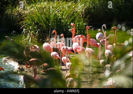 San Diego Zoo Flamingo, California, USA Banque D'Images
