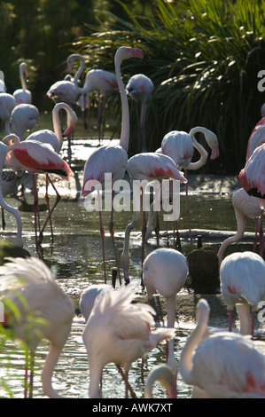 Flamants Roses, San Diego Wild Animal Park, Escondido, California, USA Banque D'Images