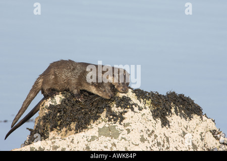 Loutre d'Europe Lutra lutra femelle adulte avec cub Banque D'Images