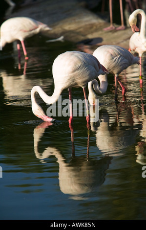 Flamants Roses, San Diego Wild Animal Park, Escondido, California, USA Banque D'Images