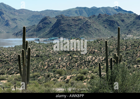 Saguaro cactus sur une colline surplombant le lac Bartlett dans la forêt nationale de Tonto un jour de printemps en 2008 Banque D'Images