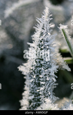 Recueillies sur glace spikey plante verte Banque D'Images