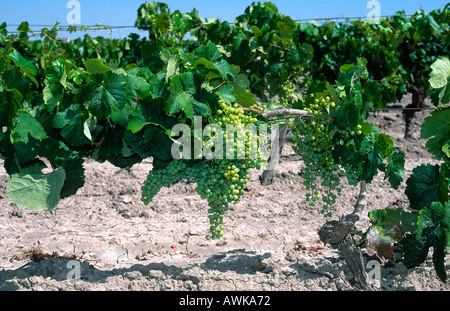 Plantation de raisins sur le paysage, Jerez de la Frontera, Andalousie, Espagne Banque D'Images