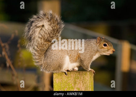 L'écureuil gris dans City Park, Royaume-Uni Banque D'Images