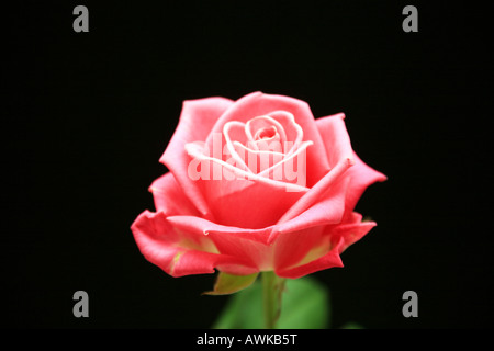 Rose sans épines rose unique fleurissent en studio avec fond noir Banque D'Images