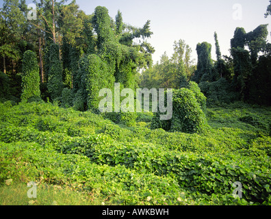 Une vigne rampante Kudzu également appelé pied une nuit prend plus d'une forêt de pins et de feuillus près d'Oxford Mississippi Banque D'Images