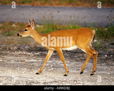 Portrait d'une clé Odocoileus virginianus clavium Banque D'Images