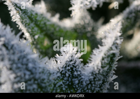 Recueillies sur glace spikey plante verte Banque D'Images