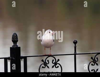 Mouette était assis sur le lac du parc des balustrades, UK, hiver Banque D'Images