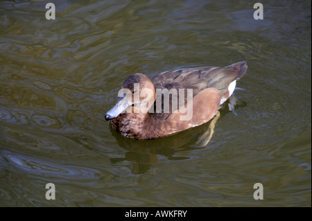 Hardhead ou White-eyed Canard, Aythya australis, Anatidae. Canard femelle Banque D'Images