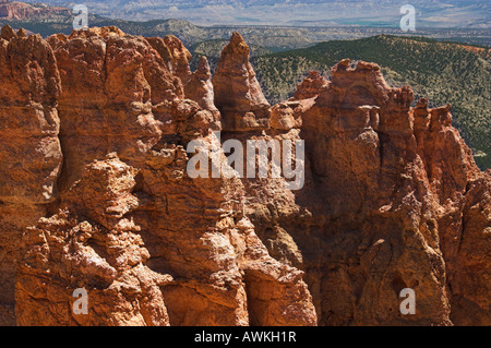 Bryce Canyon de bouleau noir Point, Utah Banque D'Images