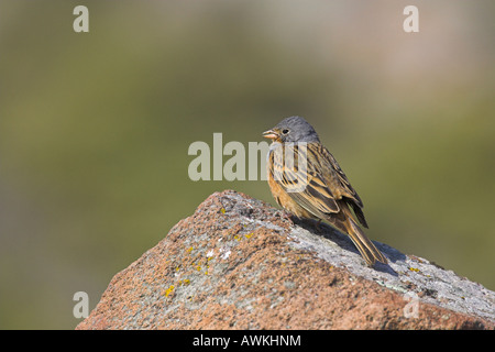 Emberiza caesia Cretzschmar's homme perché sur rock chanter pendant la saison de reproduction dans la région de Lesbos, Grèce en avril. Banque D'Images