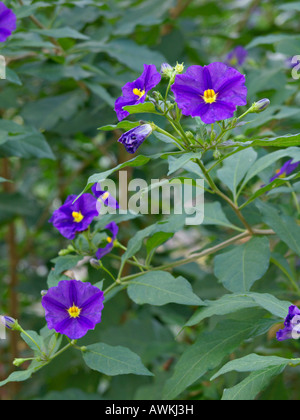 Bush de pommes de terre bleu (lycianthes rantonnetii solanum rantonnetii) syn. Banque D'Images