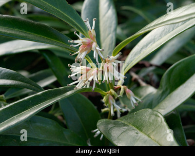 Boîte de bonbons (Sarcococca hookeriana var. Humilis) Banque D'Images