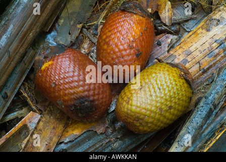 Le fruit du palmier Aguaje Mauritia flexuosa Banque D'Images