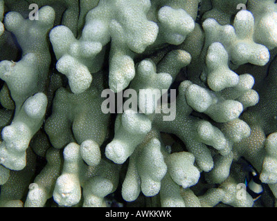 Close-up de coraux durs durs - Porites [Holiday Island Reef, Kaafu Atoll, Maldives, en Asie]. . Banque D'Images