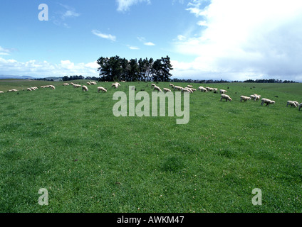 La Nouvelle Zélande, des moutons paissant dans le champ Banque D'Images