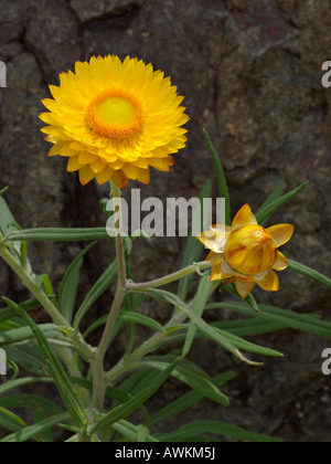 Xerochrysum bracteatum éternelle d'or (Helichrysum bracteatum) syn. Banque D'Images