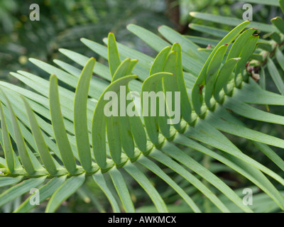 Le pin Wollemi (Wollemia nobilis) Banque D'Images