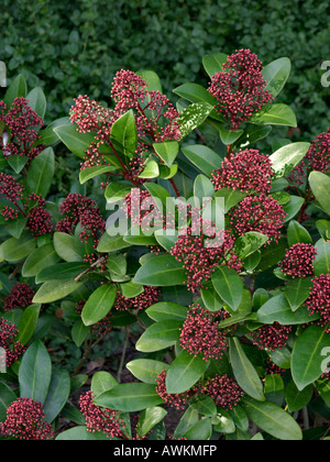 (Skimmia japonica skimmia japonais 'rubella') Banque D'Images