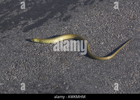 Ophisaurus apodus Lézard verre européen à travers la route goudronnée serpentant dans Lesbos, Grèce en avril. Banque D'Images