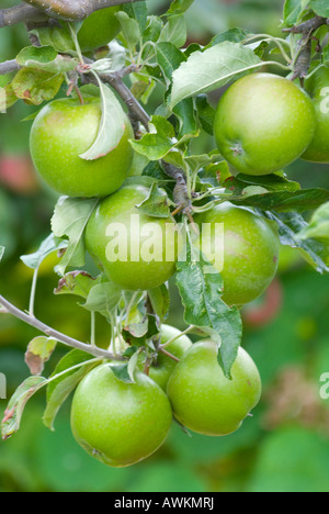 Un rejeton de laden pommes Granny Smith Banque D'Images