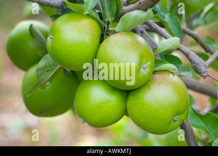 Un rejeton de laden pommes Granny Smith Banque D'Images