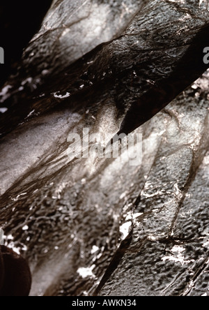 Glace sale, extreme close-up Banque D'Images