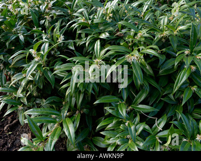 Boîte de bonbons (Sarcococca hookeriana var. Humilis) Banque D'Images