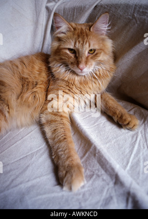 Yellow cat lying on bed. Banque D'Images