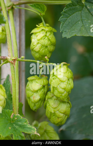 Maturation du houblon Banque D'Images