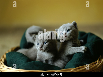 Portée de chatons gris dans le panier. Banque D'Images