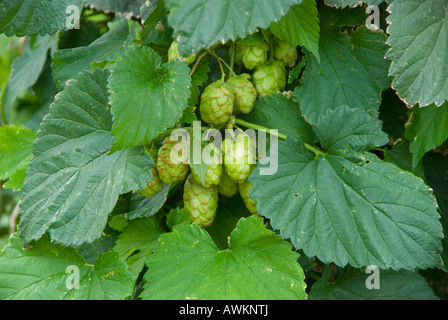 Le mûrissement du houblon humulus lupulus Banque D'Images