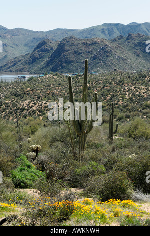 Saguaro cactus sur une colline couverte de pavot donnant sur le lac Bartlett dans la forêt nationale de Tonto un jour de printemps en 2008 Banque D'Images