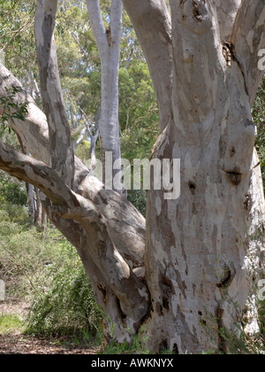 La gomme friable (eucalyptus mannifera) Banque D'Images