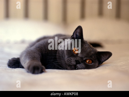 Chat gris avec des yeux orange lying on bed Banque D'Images