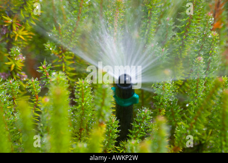 Buse de pulvérisation système d'irrigation de jardin Banque D'Images