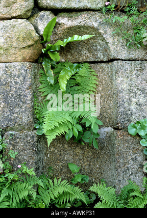 Les plantes qui poussent dans les fissures de mur de pierre Banque D'Images